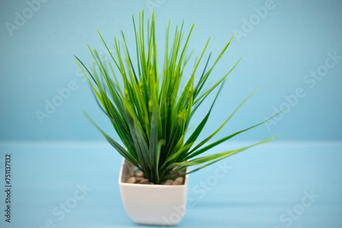 Green plant in a pot. Green grass on a blue background. Item in the interior.