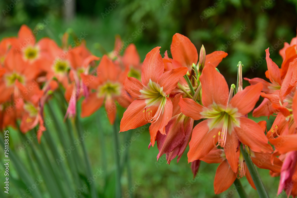 Blooming Orange Amaryllis flower under the sunsign. Blooming Orange Amaryllis flower under the sunsign.