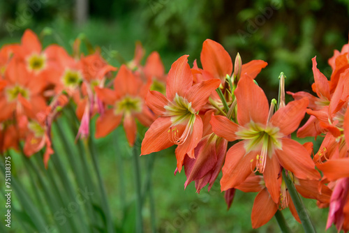 Blooming Orange Amaryllis flower under the sunsign.