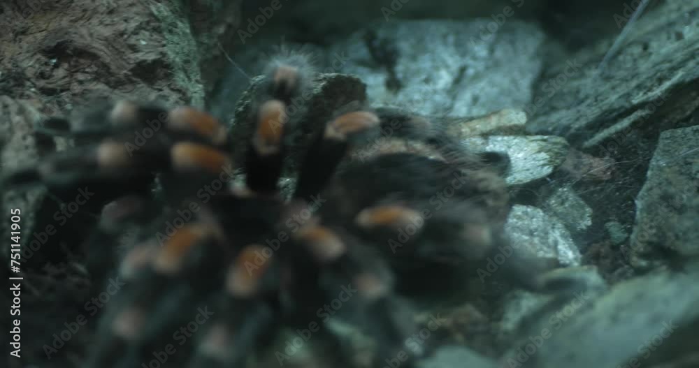 Vidéo Stock This video shows a close-up of a tarantula spider crawling ...