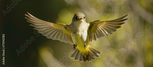 A captivating flycatcher, with yellow and white feathers, majestically flies through the air. Its wings outstretched, the bird is paralyzed in midair, creating a delightful animal sight.