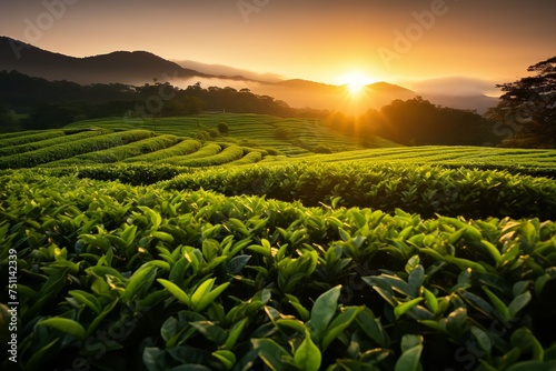 Tea garden landscape.