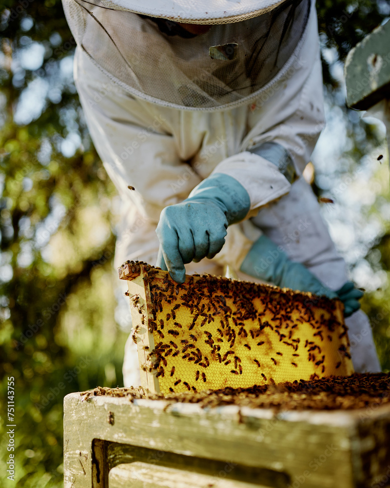 beekeeper checking his bees and honey beekeeper checking his bees and honey