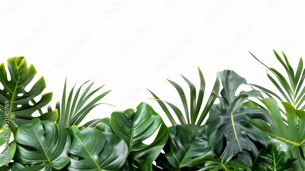 Tropical leaves foliage plant bush floral arrangement nature backdrop isolated on white background