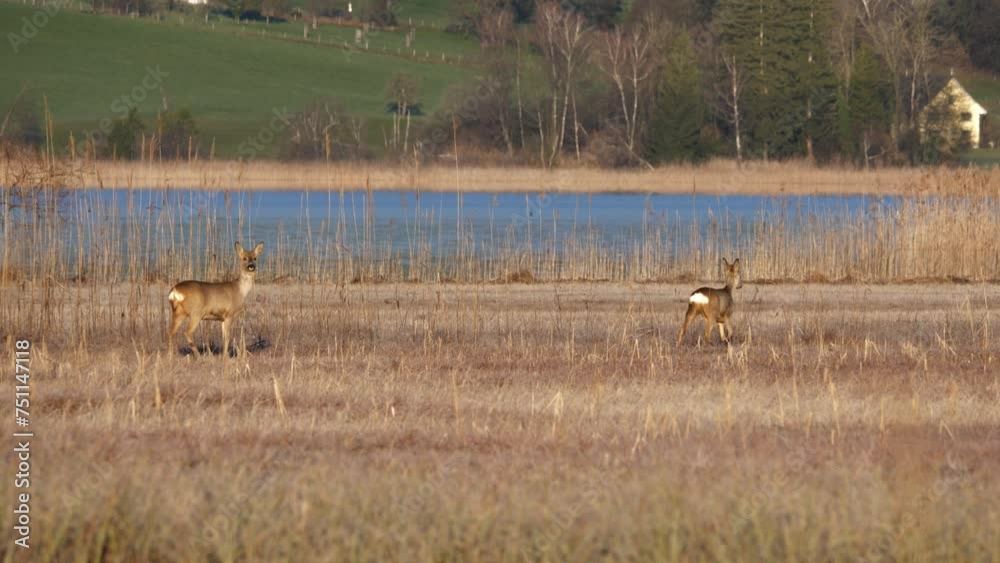 Several deer walk along a lake at a sunrise in a nature reserve in Switzerland Several deer walk along a lake at a sunrise in a nature reserve in Switzerland