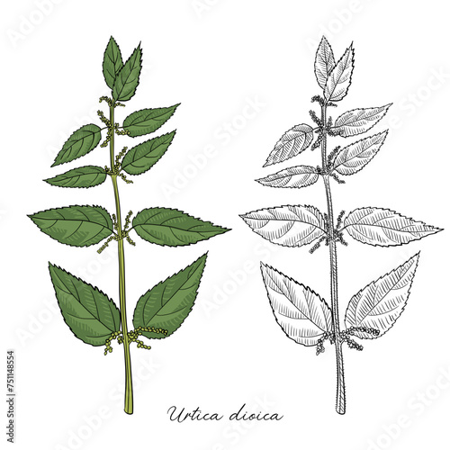 vector drawing nettle plant, Urtica dioica , hand drawn illustration of medicinal plant