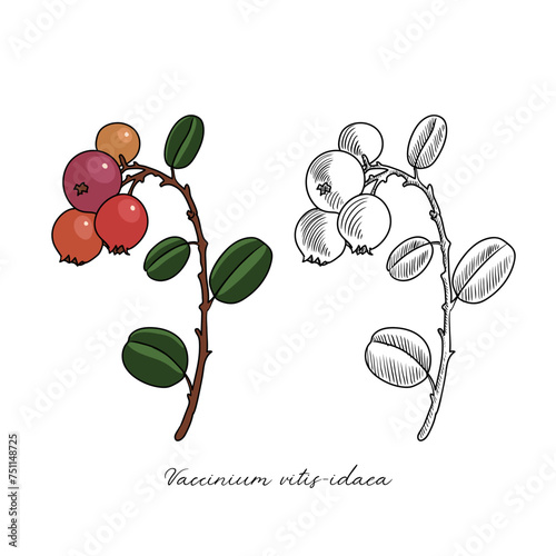 vector drawing lingonberry plant, Vaccinium vitis-idaea, hand drawn illustration of medicinal plant