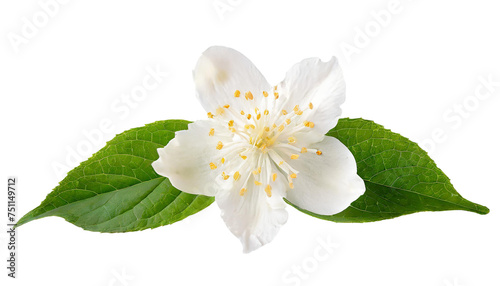 White jasmine flower isolated on transparent background. © shabbir
