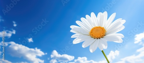 A white daisy with a vibrant yellow center stands out against the clear blue sky  creating a striking contrast of colors in nature. The flower appears to be reaching towards the sky  basking in the