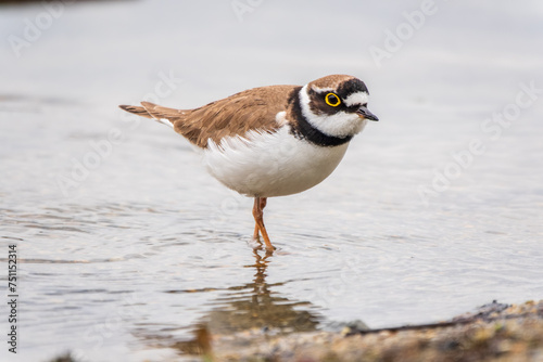 Little ringed plover (Charadrius dubius), bird standing on the lake shore