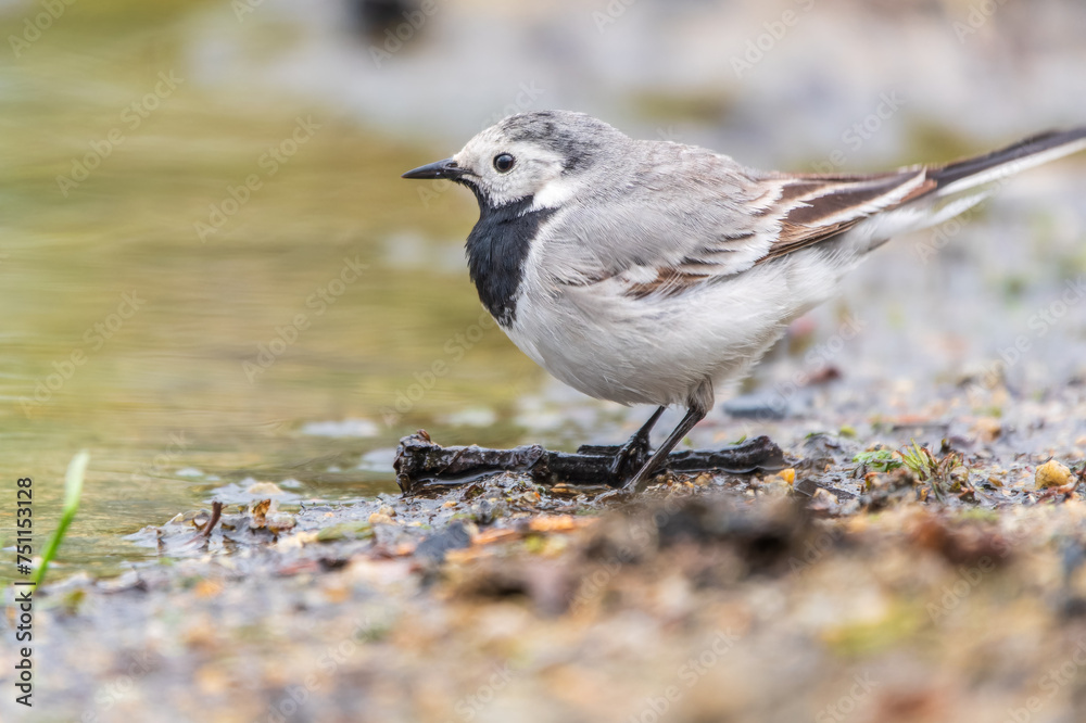 Wagtail sits on the ground with a beautiful blurred background. Wagtail sits on the ground with a beautiful blurred background.