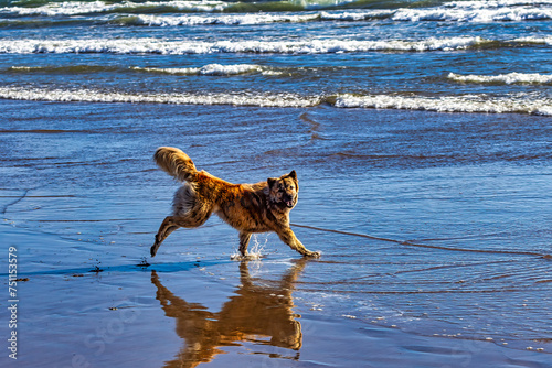 Perro en Playa