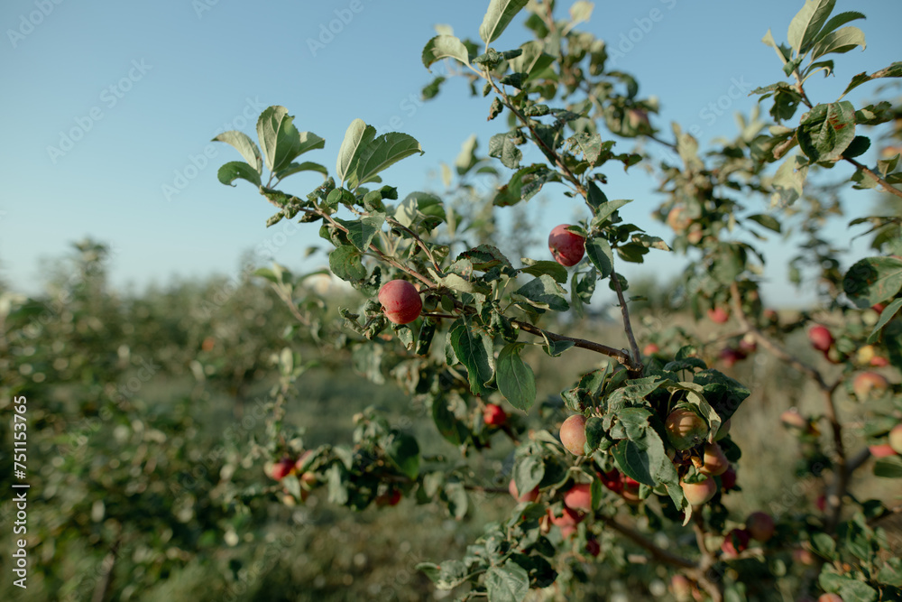 red apples on a branch
red apples on a branch