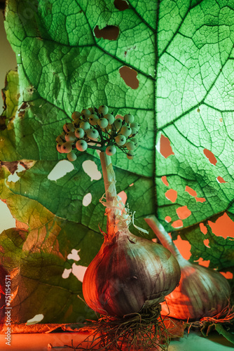 Artistic still life with burdock leaf and garlic. photo