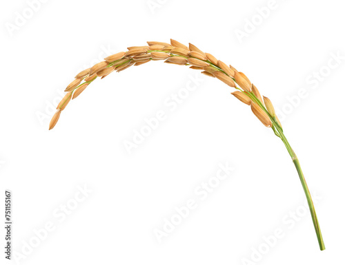 Close-up Rice ear isolated on white background. photo