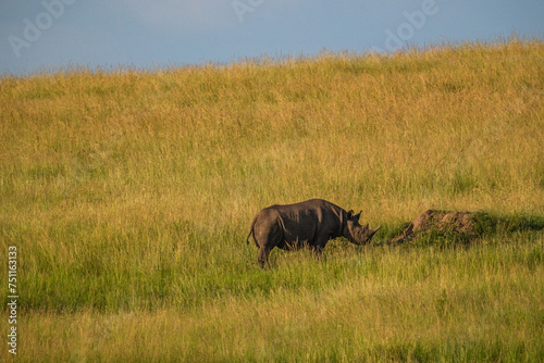 In Masai mara, the black rhino grazes freely with power and size