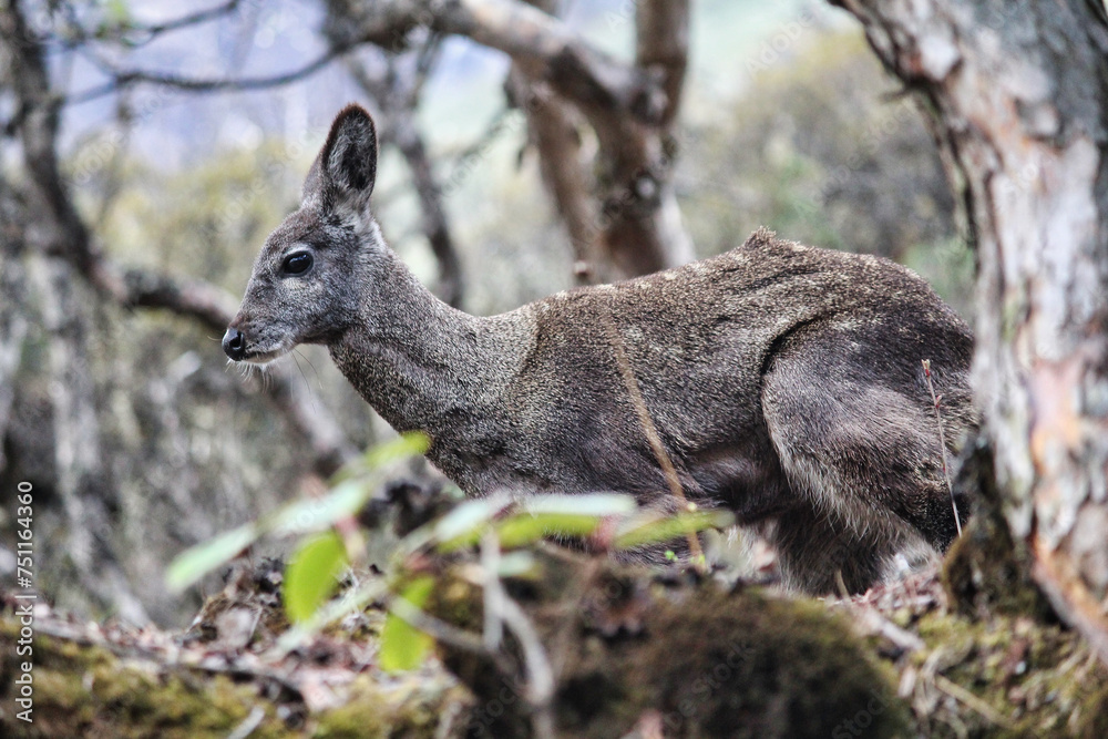 Obraz premium A Rare Female Musk Deer watches trekkers as they move on in the higher ranges and scrublands near the village of Dole on the Everest Base Camp trek in the upper Khumbu, Nepal