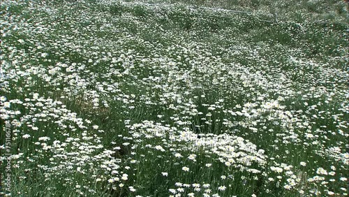 除虫菊の花畑