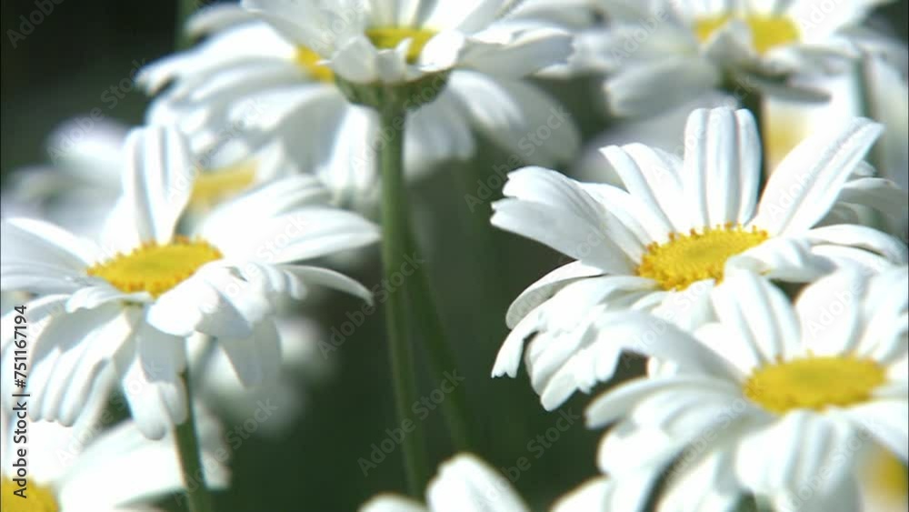 【音声あり】白い花 除虫菊 【音声あり】白い花 除虫菊