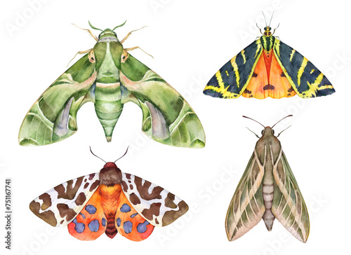 Watercolor moths collection: . oleander hawk-moth, Jersey tiger, garden tiger moth, striped hawk-moth. Hand drawn painting insect illustration.