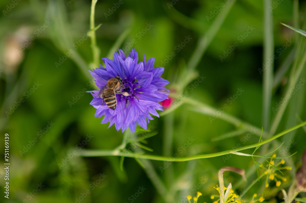 bee collecting pollen and nectar on a cornflower on a sunny day close-up on a blurred green background