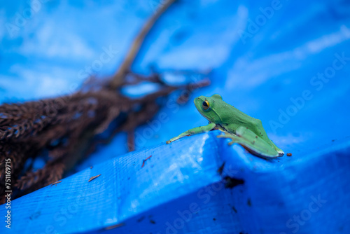A frog on plastic sheet