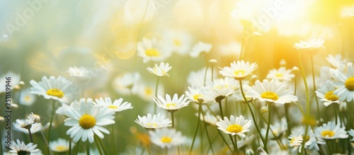 A field filled with white daisies is illuminated by the sun in the background, creating a bright and cheerful scene. © pngking