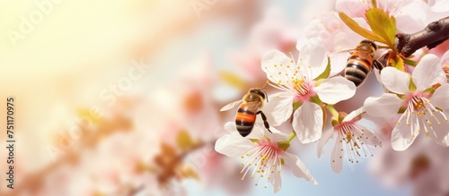 A bee is perched on a blossoming tree branch against a backdrop of a clear blue sky. The bee appears busy collecting nectar from the vibrant blossoms.