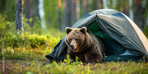 A bear trying to fit into a tiny tent with just its legs sticking out during a camping mishap
