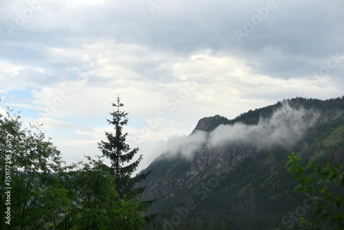 Fototapeta Naklejka Na Ścianę i Meble -  Foggy mountain landscape with fir forest.