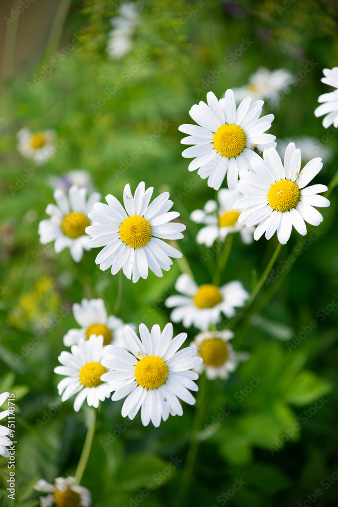 daisies in a clearing on a sunny day close-up on a blurred background