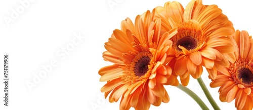 Three vibrant orange Gerber daisies are displayed in a clear vase on a white background. The daisies stand tall with their petals fully bloomed, showcasing their radiant color against the pristine