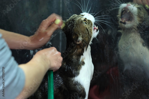 The groomer washes the cat with water, he screams loudly. © Dzmitry