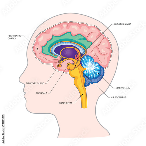 Head silhouette, important parts of the brain: hippocampus, amygdala, cortex, frontal lobe, brain.