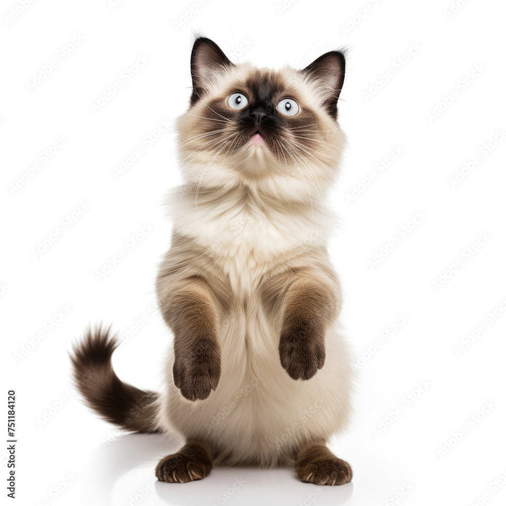 A Birman cat standing dancing happy pose on a white background created with Generative AI Technology
