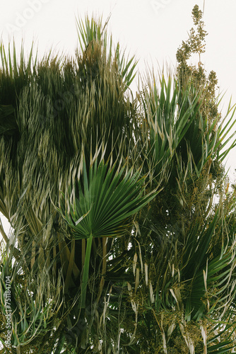 Details of a chamaerops palm tree photo