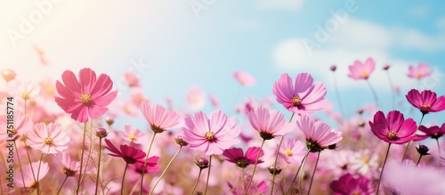 A field of pink flowers blooms vibrantly under a clear blue sky, showcasing the natural beauty of floral growth under the warm sun.