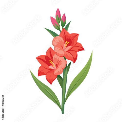 Gladiolus Flower Illustration on White Background
