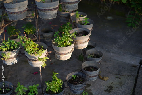 garden decorative plants in pots © Iqrologo