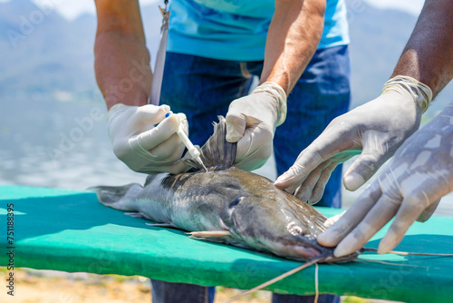 Fotografie volunteers led by a biologist  injecting microchips to reproduce fish by the riv