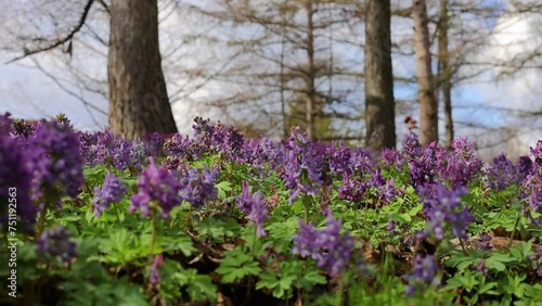 Violet fumewort flowers and lonely tree in Kyiv Botanical Garden photo