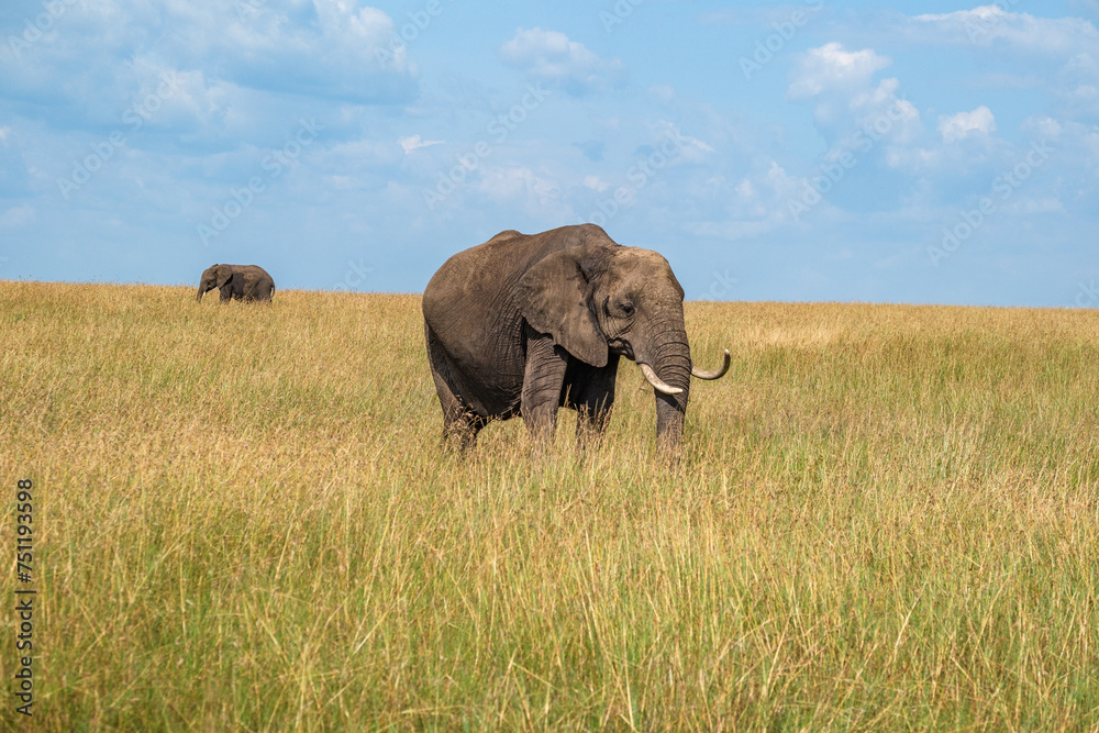 Elephant family feeding in the grasslands of Masai Mara 