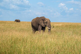 Elephant family feeding in the grasslands of Masai Mara 