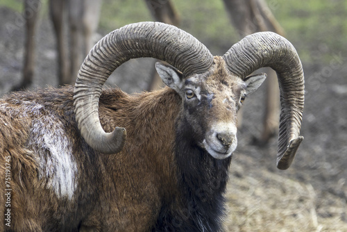 The mouflon ( Ovis aries musimon )is a feral subspecies of the primitive domestic sheep. © Milan