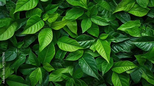 Lush Green Leaves Texture Background © Ai Expert