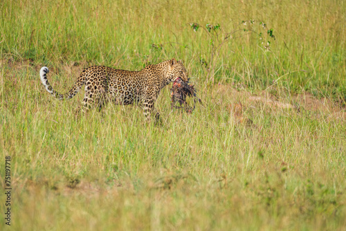 leopard walks through the Masai grasslands with its prey in tow