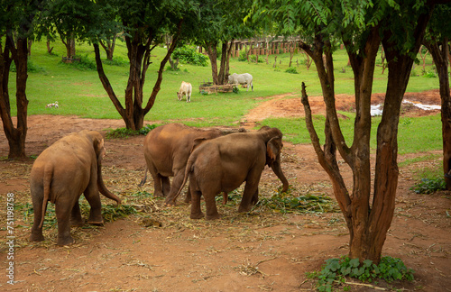 Rescued elephants eating at a sanctuary in Thailand.