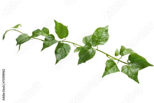 Serenity in Green Leaves Isolated On Transparent Background