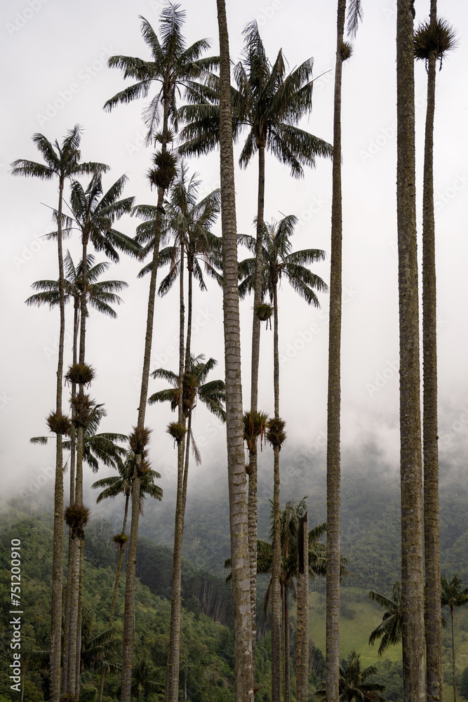 Cocora Valley's majestic wax palms Cocora Valley's majestic wax palms