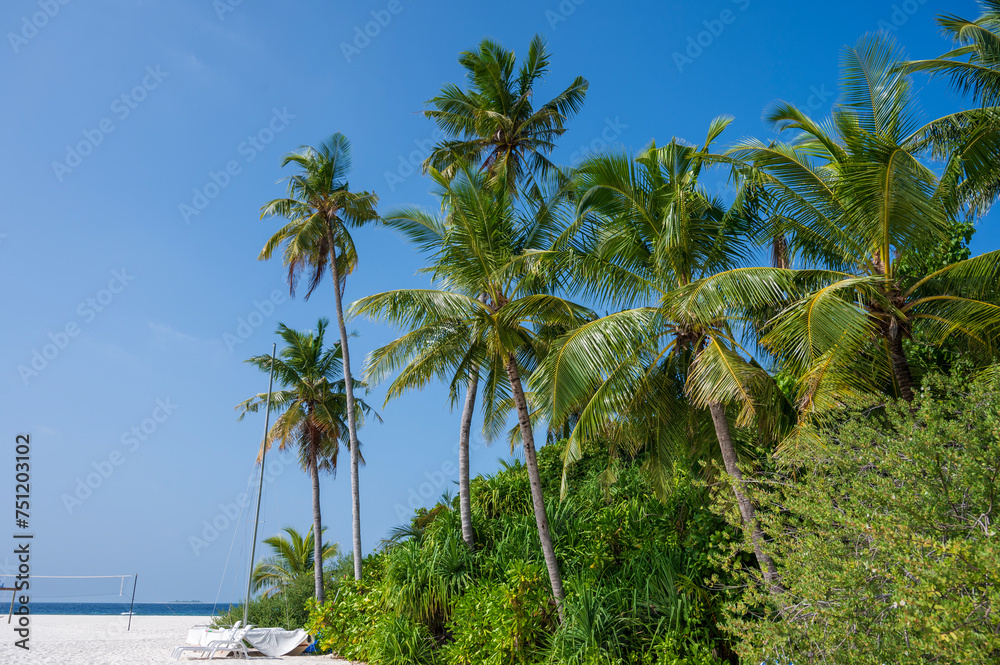 Obraz premium Dense tropical forest with palm trees and other trees. Sandy beach.